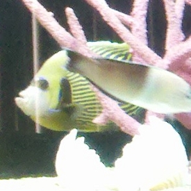 Saltwater Angelfish