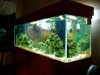 Saltwater Tank